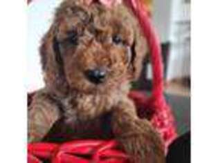 Mutt Puppy for sale in Webster, FL, USA