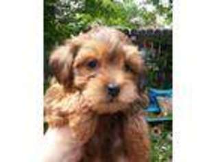 Yorkshire Terrier Puppy for sale in Marion, AR, USA