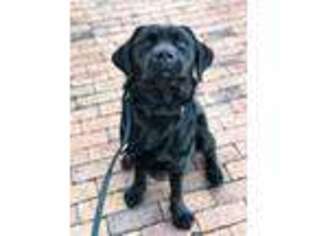 Labrador Retriever Puppy for sale in Charleston, SC, USA