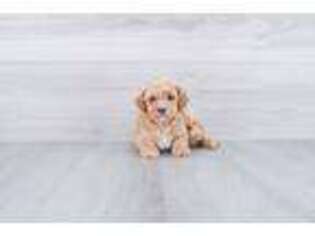Cavapoo Puppy for sale in Johnstown, OH, USA