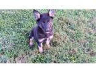 German Shepherd Dog Puppy for sale in Loogootee, IN, USA