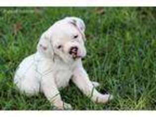 Olde English Bulldogge Puppy for sale in Ragley, LA, USA