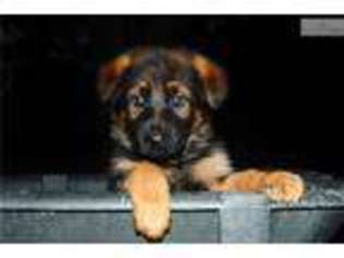 German Shepherd Dog Puppy for sale in Wichita, KS, USA