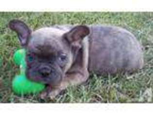 French Bulldog Puppy for sale in RUTH, MS, USA