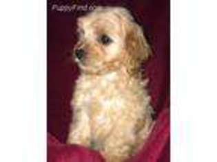 Cavapoo Puppy for sale in Connersville, IN, USA