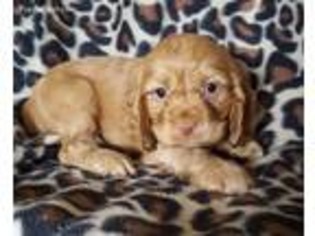 Cocker Spaniel Puppy for sale in Exeter, MO, USA
