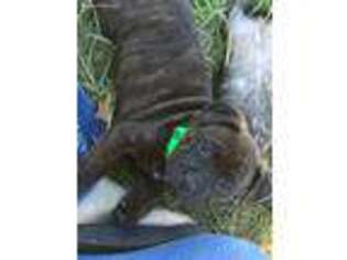 Staffordshire Bull Terrier Puppy for sale in Montello, WI, USA