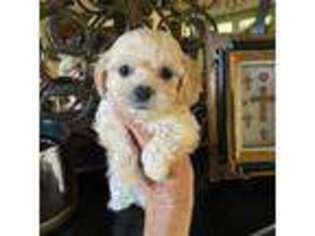 Cavapoo Puppy for sale in Denton, TX, USA