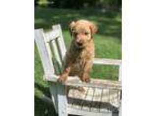 Goldendoodle Puppy for sale in Bremen, GA, USA