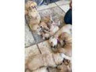 Golden Retriever Puppy for sale in Clearwater, FL, USA