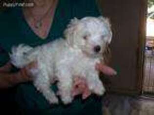 Maltese Puppy for sale in Redding, CA, USA