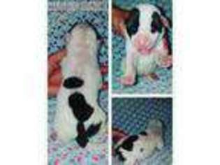 American Bulldog Puppy for sale in Jayess, MS, USA