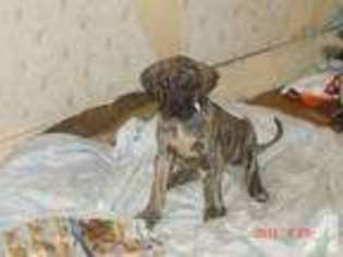 Great Dane Puppy for sale in HOLYOKE, MA, USA