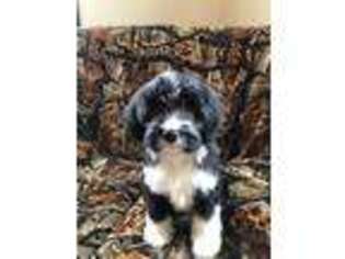 Tibetan Terrier Puppy for sale in Perry, NY, USA