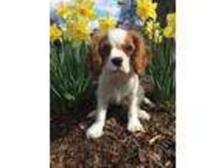 Cavalier King Charles Spaniel Puppy for sale in Apex, NC, USA
