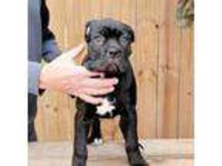Cane Corso Puppy for sale in Mitchell, SD, USA