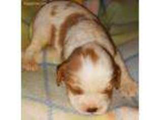 Cavalier King Charles Spaniel Puppy for sale in Midland, TX, USA