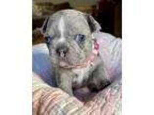 French Bulldog Puppy for sale in Silverhill, AL, USA