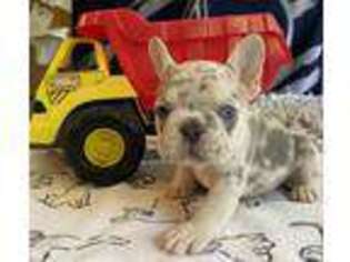 French Bulldog Puppy for sale in Navarre, OH, USA