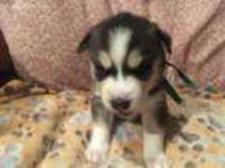 Siberian Husky Puppy for sale in Cocolalla, ID, USA