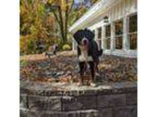 Bernese Mountain Dog Puppy for sale in Keene, NH, USA
