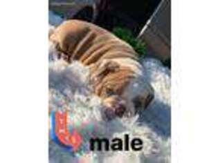 Bulldog Puppy for sale in La Puente, CA, USA