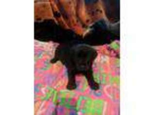 Labrador Retriever Puppy for sale in Hogansville, GA, USA