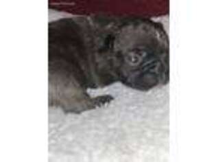 French Bulldog Puppy for sale in Buchanan, GA, USA