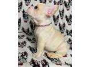 French Bulldog Puppy for sale in Altadena, CA, USA