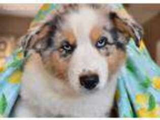 Australian Shepherd Puppy for sale in Whittier, CA, USA