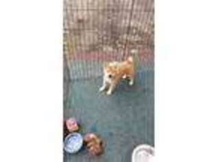 Shiba Inu Puppy for sale in Toledo, OH, USA