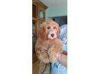 Goldendoodle Puppy for sale in Mansfield, MO, USA