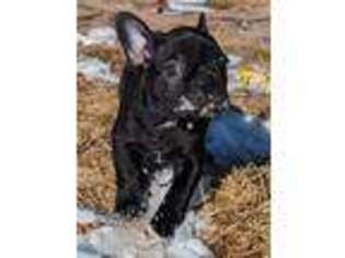 Boston Terrier Puppy for sale in Byers, CO, USA