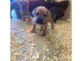 Cane Corso Puppy for sale in Hereford, AZ, USA