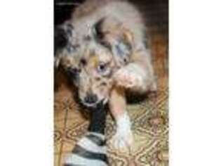 Australian Shepherd Puppy for sale in Woodinville, WA, USA