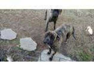 Bullmastiff Puppy for sale in Whiteville, NC, USA