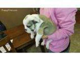 Bulldog Puppy for sale in Raeford, NC, USA