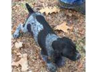 German Shorthaired Pointer Puppy for sale in Koshkonong, MO, USA