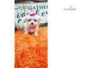 Maltese Puppy for sale in Fort Lauderdale, FL, USA