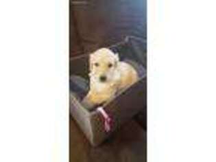 Goldendoodle Puppy for sale in Woden, IA, USA