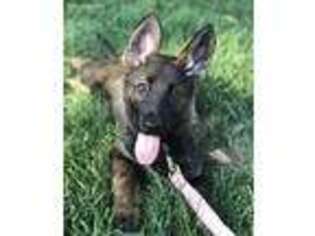 German Shepherd Dog Puppy for sale in Lawrence, MA, USA