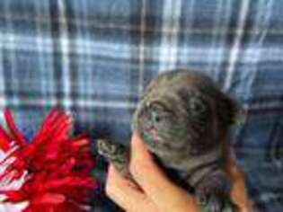 French Bulldog Puppy for sale in Exeter, MO, USA