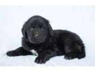 Newfoundland Puppy for sale in Battle Ground, WA, USA
