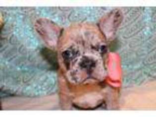 French Bulldog Puppy for sale in Peru, IN, USA