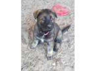 German Shepherd Dog Puppy for sale in Bethune, SC, USA