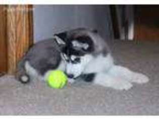 Siberian Husky Puppy for sale in Little Falls, MN, USA