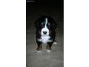 Bernese Mountain Dog Puppy for sale in Vandalia, OH, USA