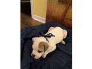 American Bulldog Puppy for sale in Russell Springs, KY, USA