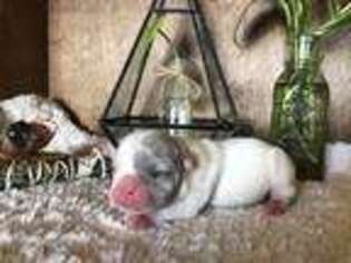 French Bulldog Puppy for sale in Clayton, NC, USA
