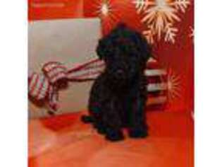 Mutt Puppy for sale in Hobbs, NM, USA